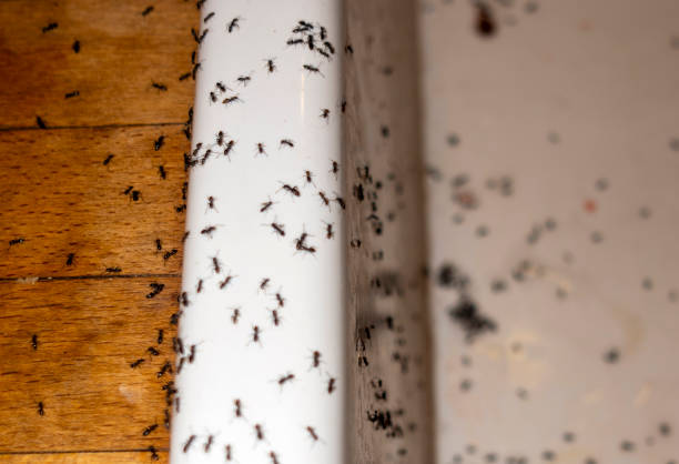 Best Exterminator Services  in Landmk, AR