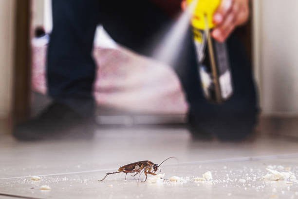 Best Spider Control Near Me  in Landmk, AR