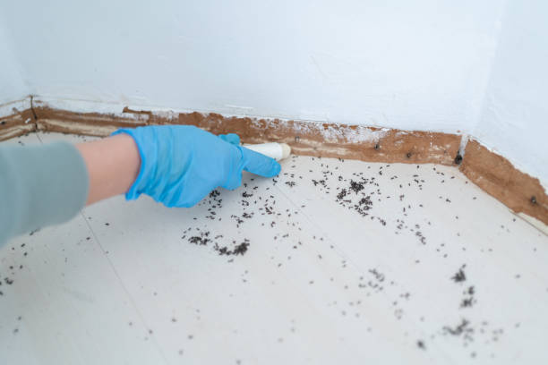 Best Affordable Pest Control Services  in Landmk, AR